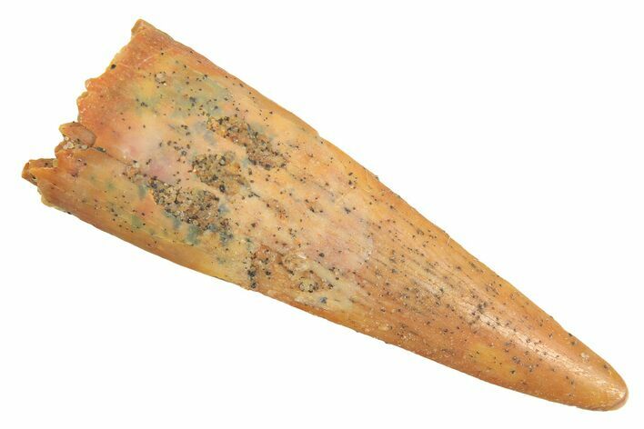 Fossil Pterosaur (Siroccopteryx) Tooth - Morocco #298522